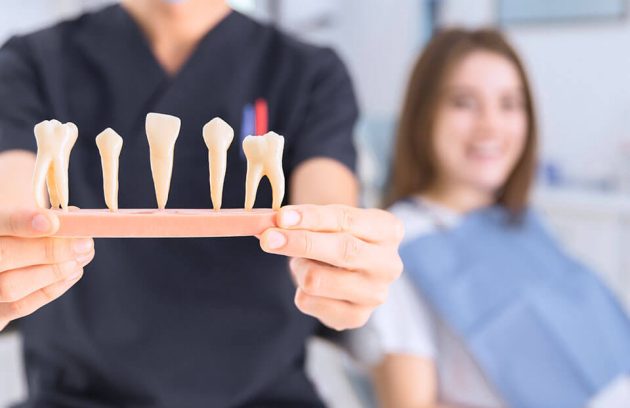 Dentist showing teeth models to patient.