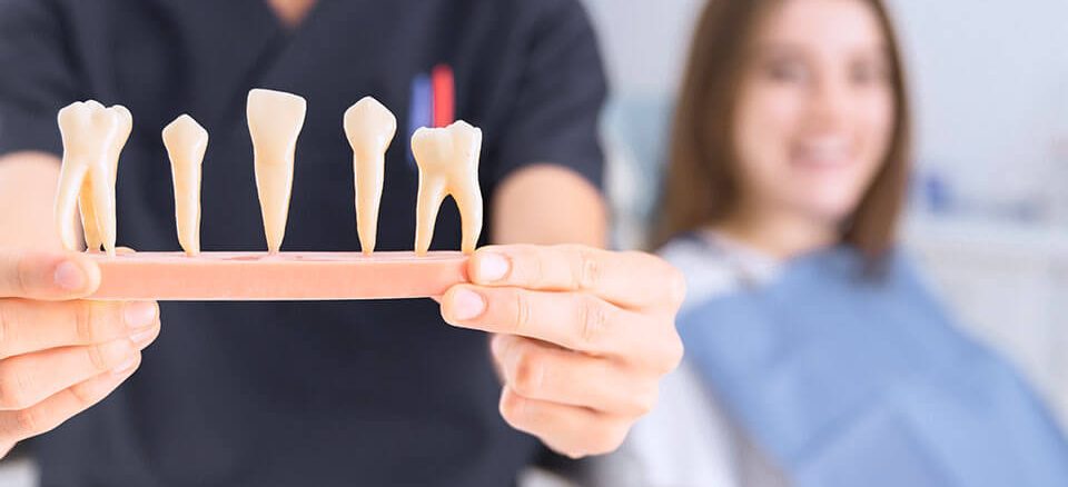 Dentist showing teeth models to patient.